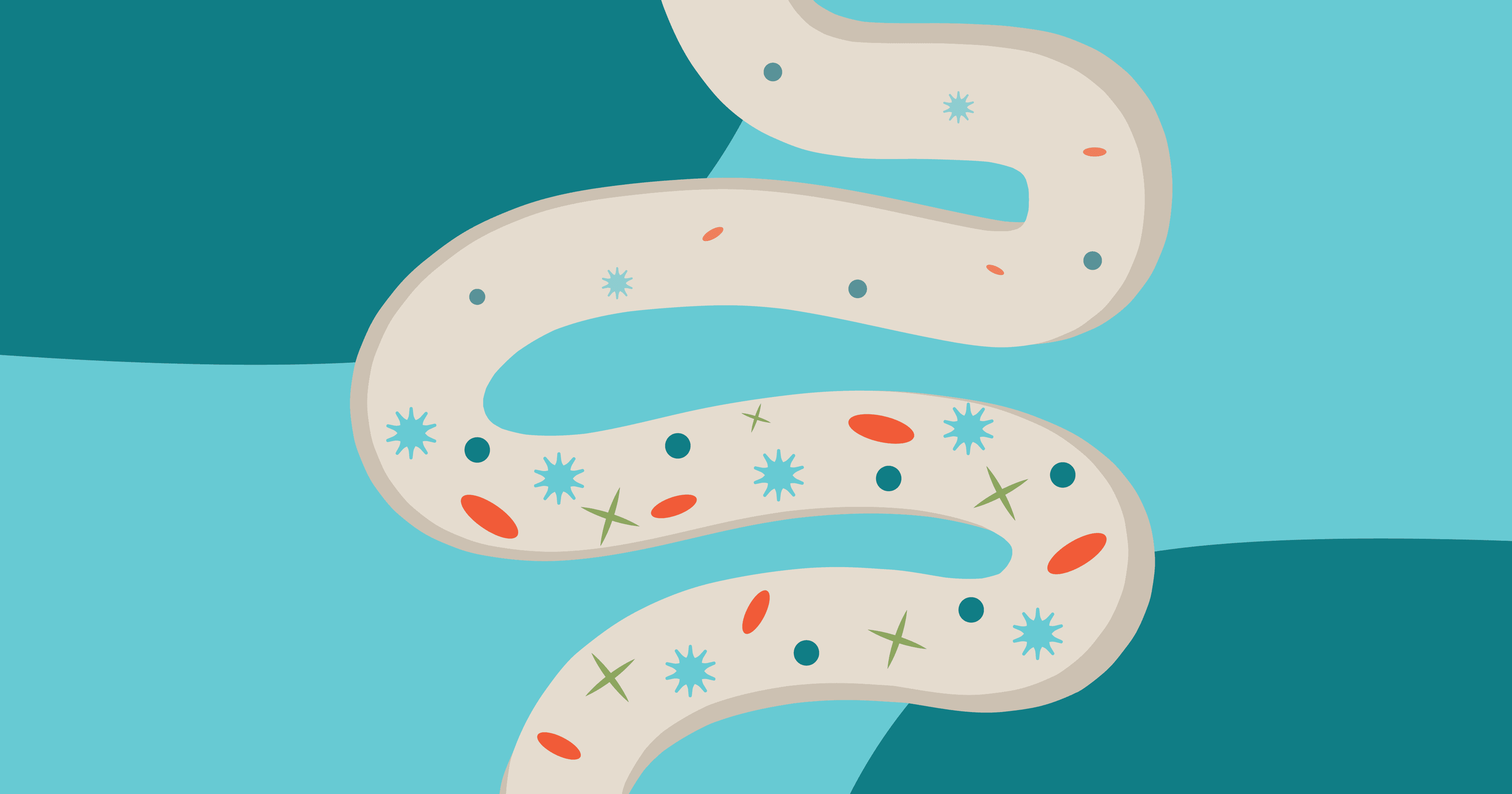 An illustrative representation of a depleted gut microbiome, versus a thriving, diverse gut microbiome. Showing how Ozempic and GLP-1 medications can alter gut microbiome.